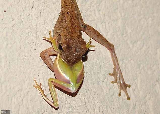 Cannibal tree frogs invade US Human hand sized amphibians from Cuba