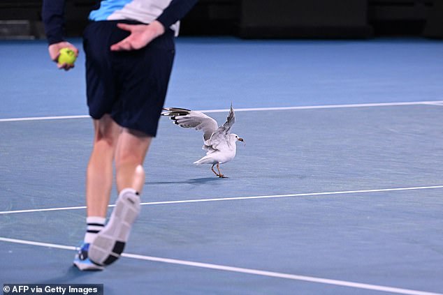 A seagull temporarily stopped playing at the Australian Open on Monday evening