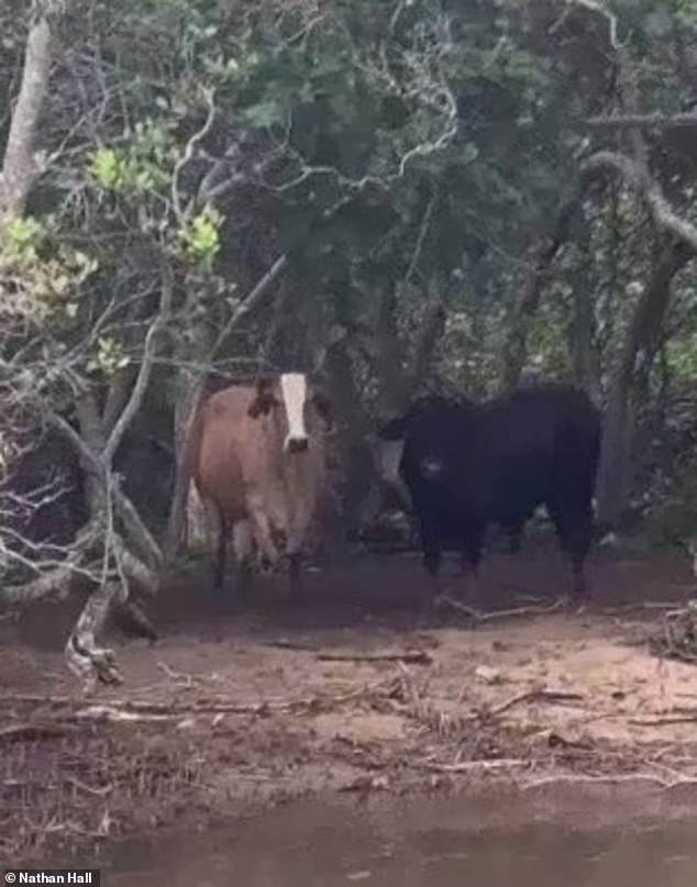 A lone cow stranded on an island for two years after devastating floods is now joined by a bull – but no one knows how he got there