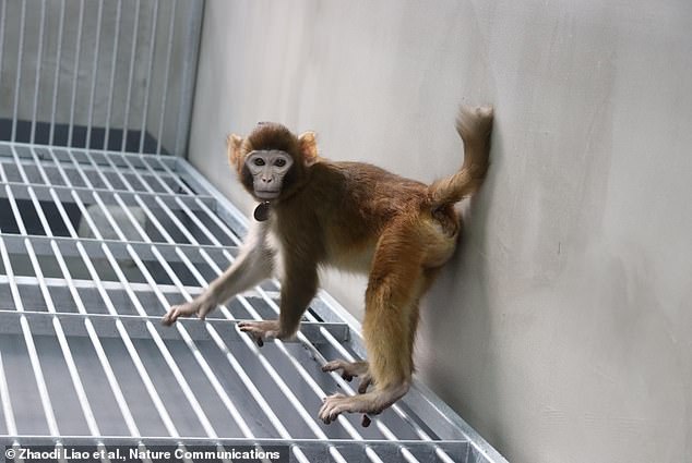 Photograph of the somatic cell cloned rhesus monkey, taken when it was 17 months old.  Certain scientists are interested in cloning a range of primates because of their genetic similarities to humans