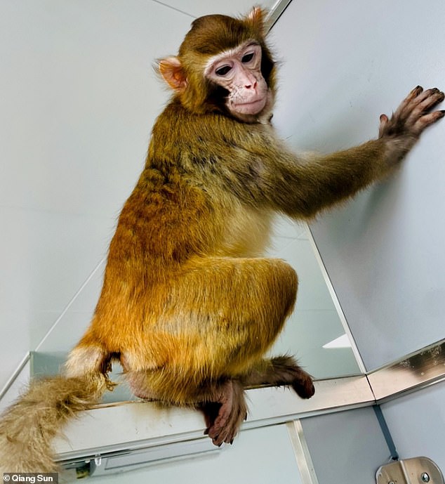 The healthy rhesus monkey (pictured) survived for more than two years, unlike a previous attempt to clone the species