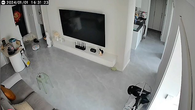 The vacuum cleaner was making its pre-programmed rounds (pictured above) when it sucked in the dog's tail as the poor animal howled in horror