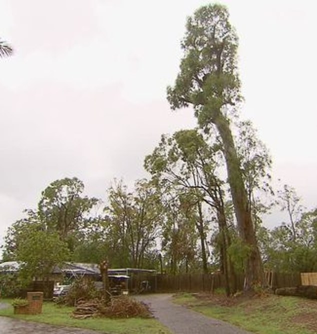 The couple felt 'humiliated' after the council rejected their request to have the gum tree (pictured) cut down, arguing that it is the habitat of parakeets.