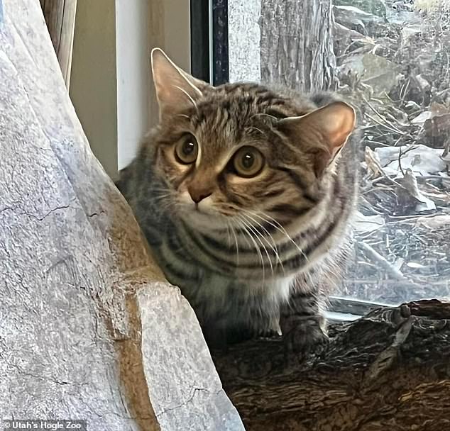 Utah's Hogle Zoo welcomed its newest resident Gaia (pictured), an eight-month-old black-footed cat