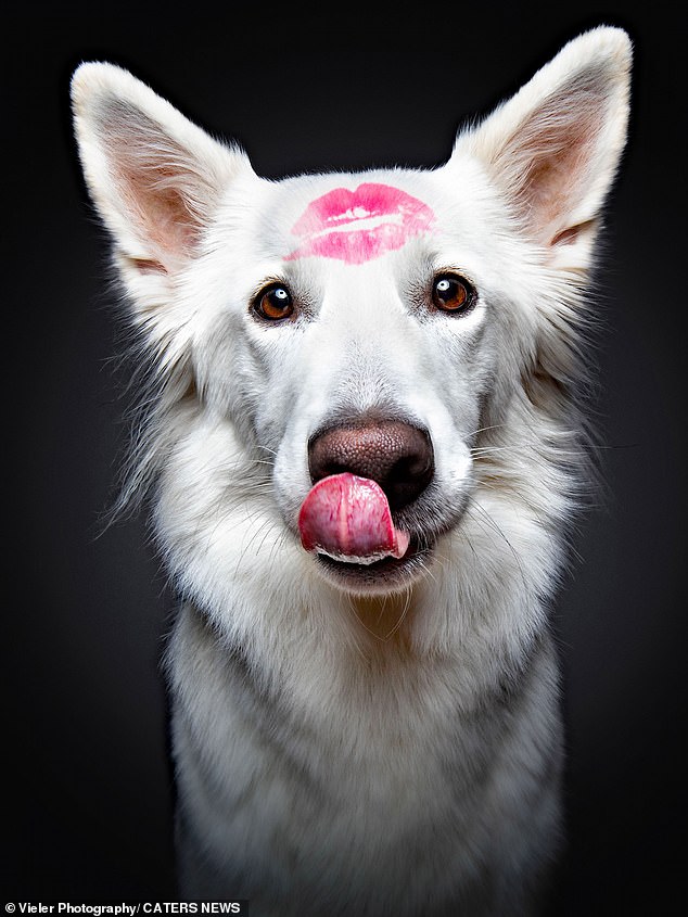 Lipstick, powder and dog: Dog snapper Christian Vieler, 52, from Selm in Germany has photographed more than 10,000 dogs in the past ten years