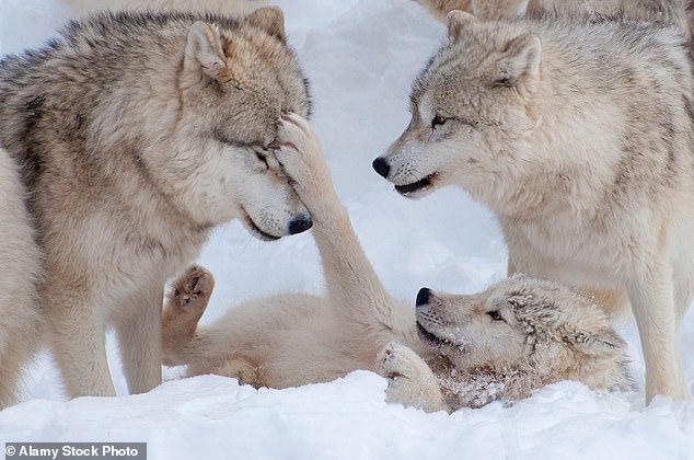 Compared to other canines, like these Arctic wolves, dogs wag their tails a lot more - and the differences emerge while both wolves and dogs are just three weeks old (stock image)