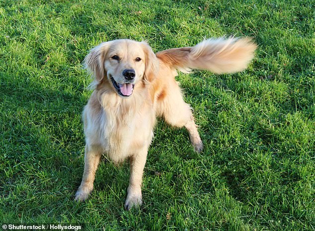 Researchers suggest that early humans may have subconsciously selected dogs that wagged their tails more rhythmically (stock image)