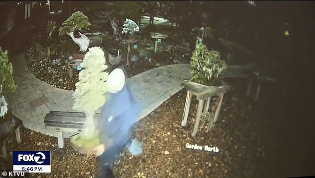 The thieves returned early Thursday morning and made off with eight bonsai trees worth a total of about $20,000.