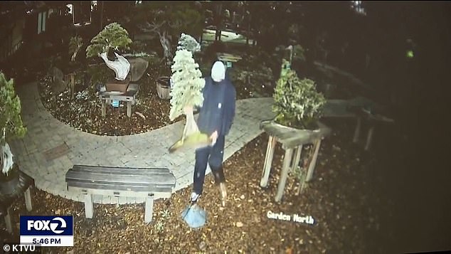 Security camera footage shows thieves breaking into the Bonsai Garden in Lake Merritt, California, on Wednesday evening