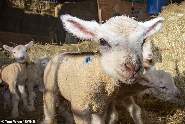 The latest births have made the Wiltshire farm's lamb shed extra busy, with more than 70 lambs delivered in one month and the last few expected next week.