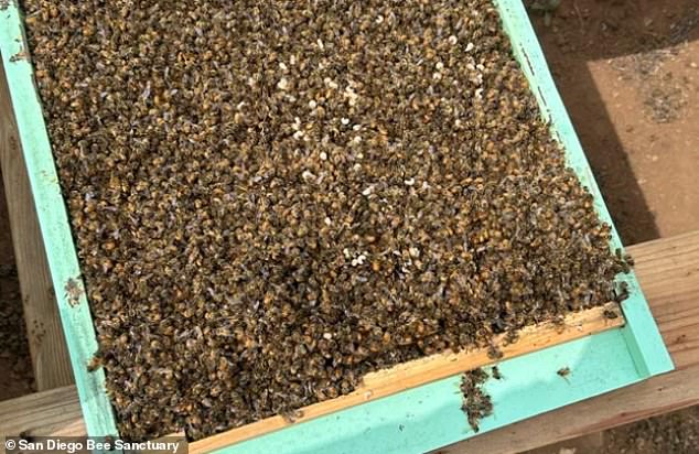 About three million bees died in a California sanctuary in September, and experts have finally discovered the mysterious cause behind the mass deaths