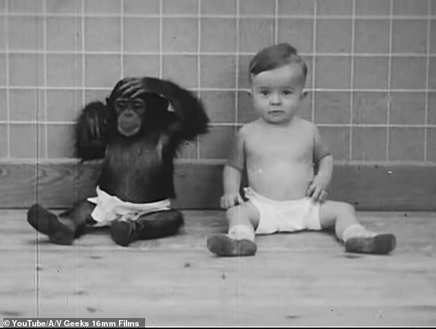 In 1931, a scientist couple tried to raise their son with a chimpanzee to test the limits of nature versus nurture.