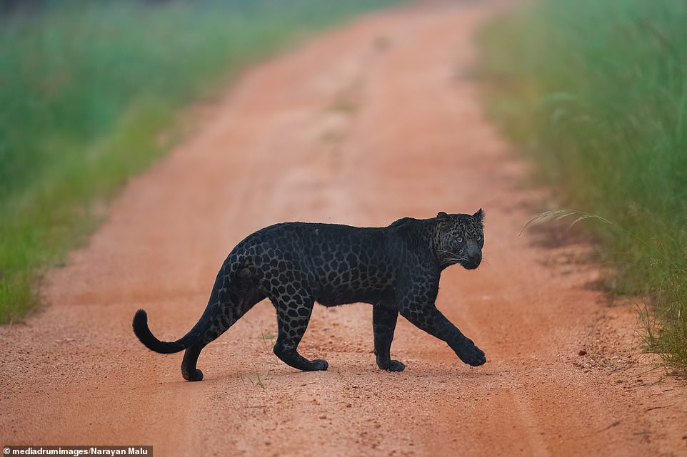 The black leopard crosses a dusty road at the Tadoba-Andhari Tiger Reserve, Maharashtra, western India