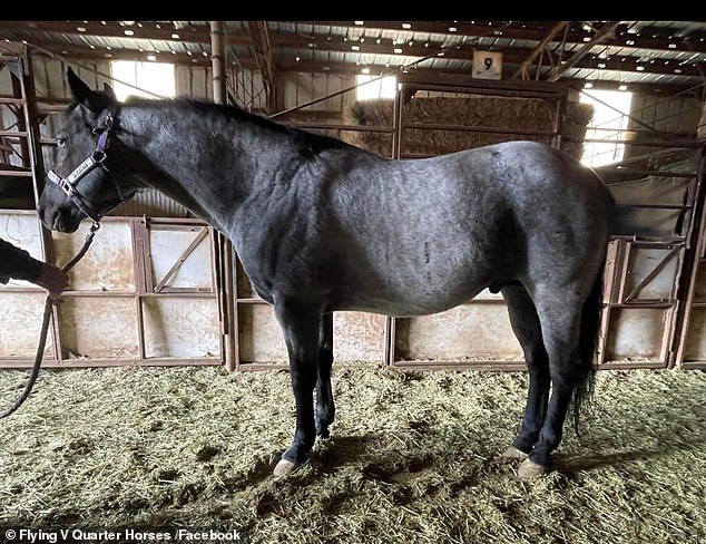 On January 11, a blue roan stallion named Shadow Hawke went missing from his barn at the Flying V Quarter Horses ranch in Wyoming.