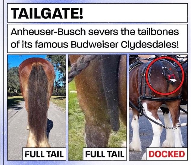 PETA shows disturbing images of a 'full, luscious long tail' of a Clydesdales and then the 'docked' image