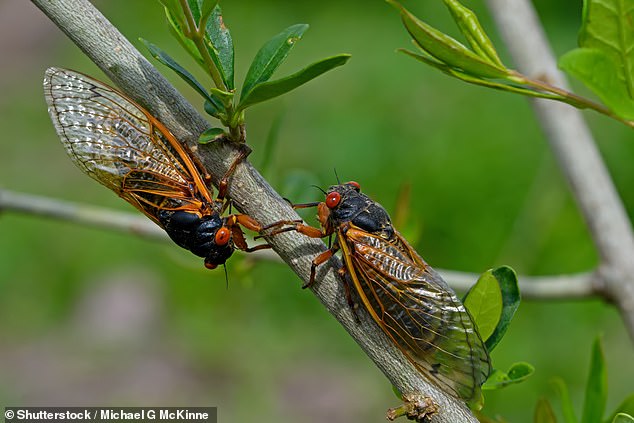 Tennessee is on the cusp of a storm of cicadas not seen in more than 200 years.  The curious, winged, red-eyed insects hibernate in 13- or 17-year cycles, but the southern state will soon be bustling with both