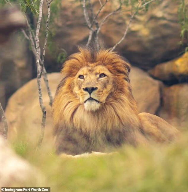 Moja was born on October 20 at 5:37 PM to proud mother Saba and father Jabulani and has not yet met his father or the other female lion Abagabe.