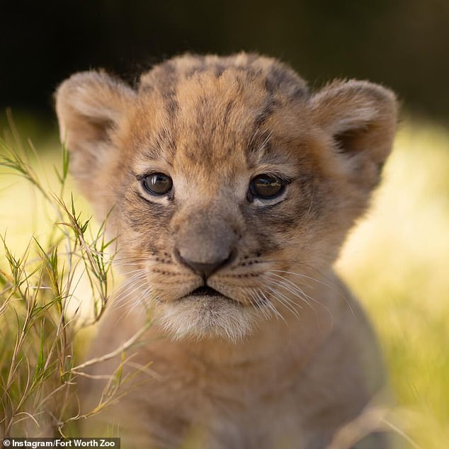 Moja was born on October 20 at 5:37 PM to proud mother Saba and father Jabulani and has not yet met his father and the other female lion.