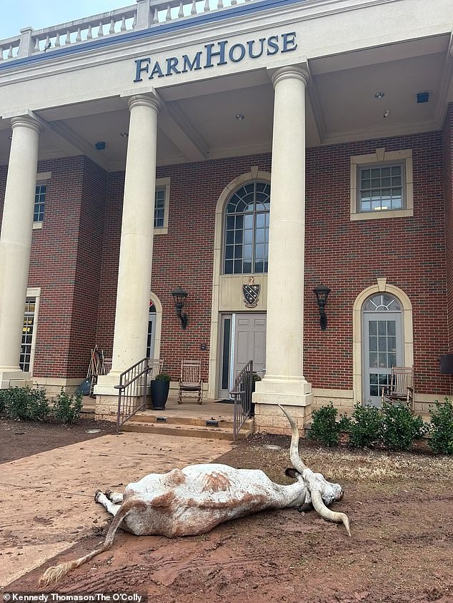 Four fraternity members have been arrested in the case surrounding a dead longhorn found outside a rival fraternity house last month