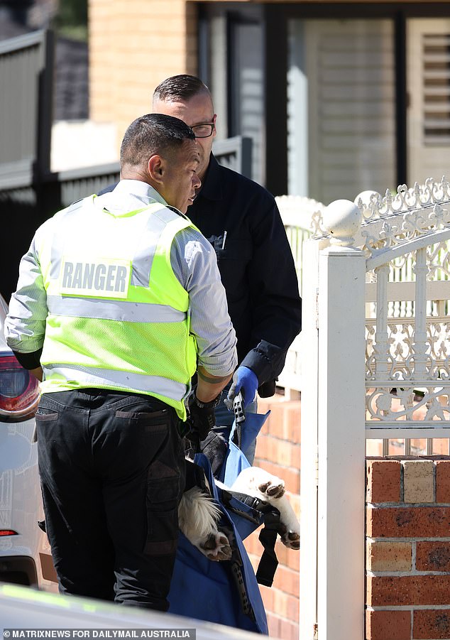 Council rangers have tranquilized an American Akita dog after it mauled the man, who then vowed revenge on its owners as he was wheeled into an ambulance.