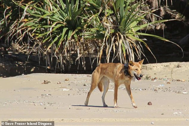 A seven-year-old girl was bitten by a dingo after her mother tried to take a photo of the animal on Fraser Island, which has the indigenous name K'gari (stock image)