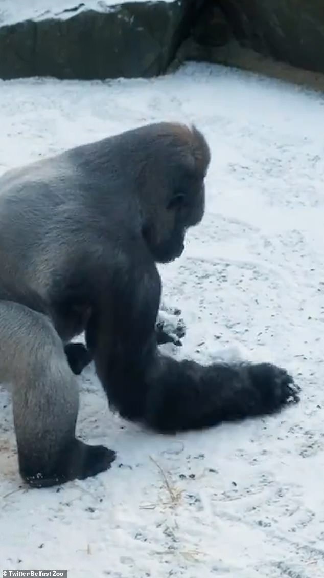 A silverback gorilla named Gugas explored the snow covering the grounds of his enclosure at Belfast Zoo - by subtly creating snowballs