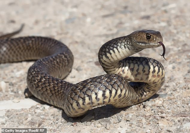 It's unclear what species of snake bit the woman, but it was said to be 