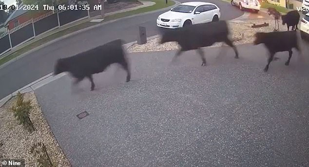 Shocked locals woke up to find cows wandering around their driveways and front yards