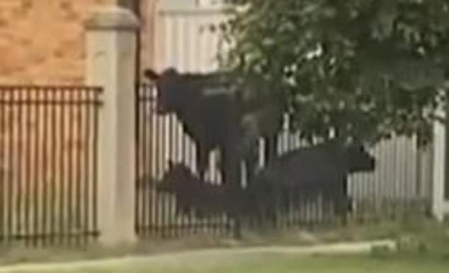 Some cows felt at home on the residents' front gardens