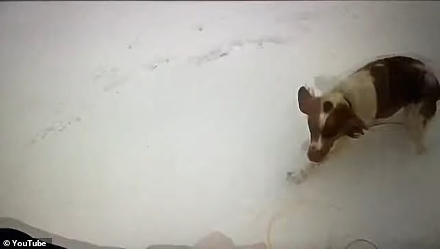 The quick-thinking officer quickly called for help from Ruby, the man's faithful pup, who remained stuck close to his side above the icy surface.