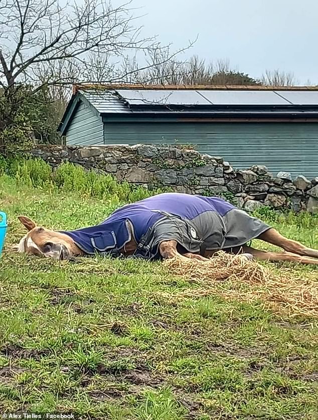 Guernsey horse named Custard lies on the ground and warns passers-by about his well-being