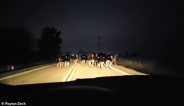 Payton Zech, 28, was heading back into town on a highway in Whitewater, Wisconsin, when he was confronted with the surprising obstacle