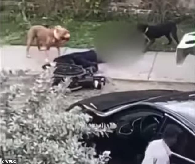 A horn proved useless as a deterrent as the dogs rushed towards their helpless victim