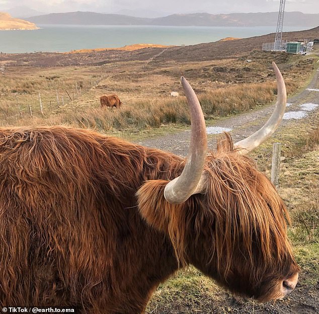 The wildlife on the couple's doorstep includes Highland cows