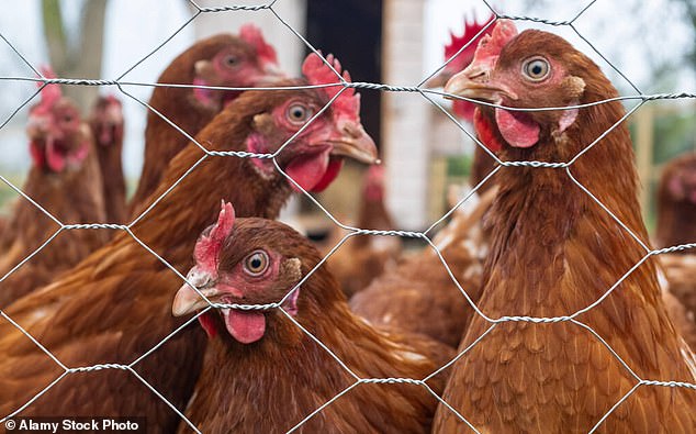 Scientists say chickens can display a wide range of emotions, from fear and anger to happiness and excitement