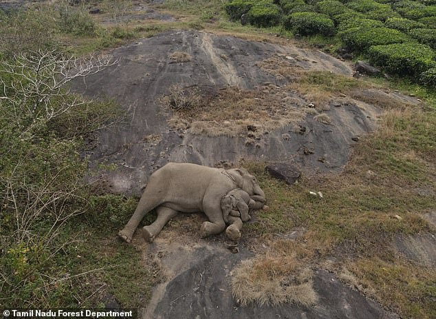 Three days after the baby was separated from the group, a calf and its mother lie together