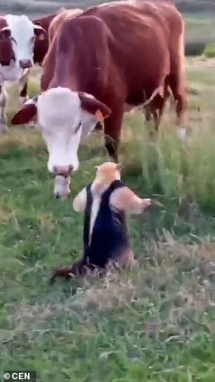 Come on!  The brave anteater was in no mood to give way when the cows approached his territory