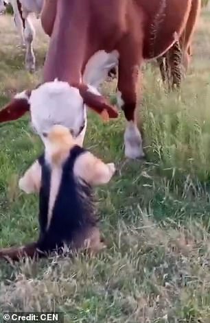 Footage shows the small but mighty animal standing on its hind legs and coming face to face with a cow in Uruguay