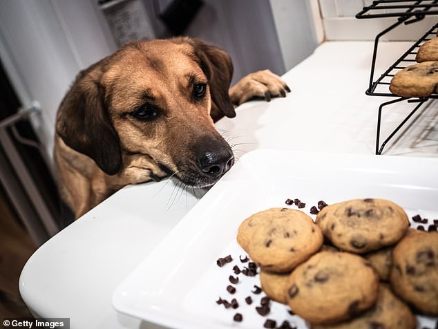 Many foods that people eat this time of year because they are trying to be healthy, such as sweetener and grapes, are bad for dogs