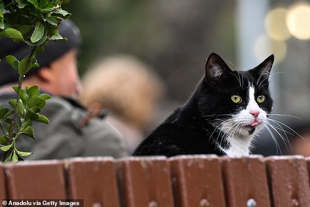 The researchers found that cats living in the countryside are less playful and more interested in hunting, while cats living in the city are more likely to fear new changes (stock image)