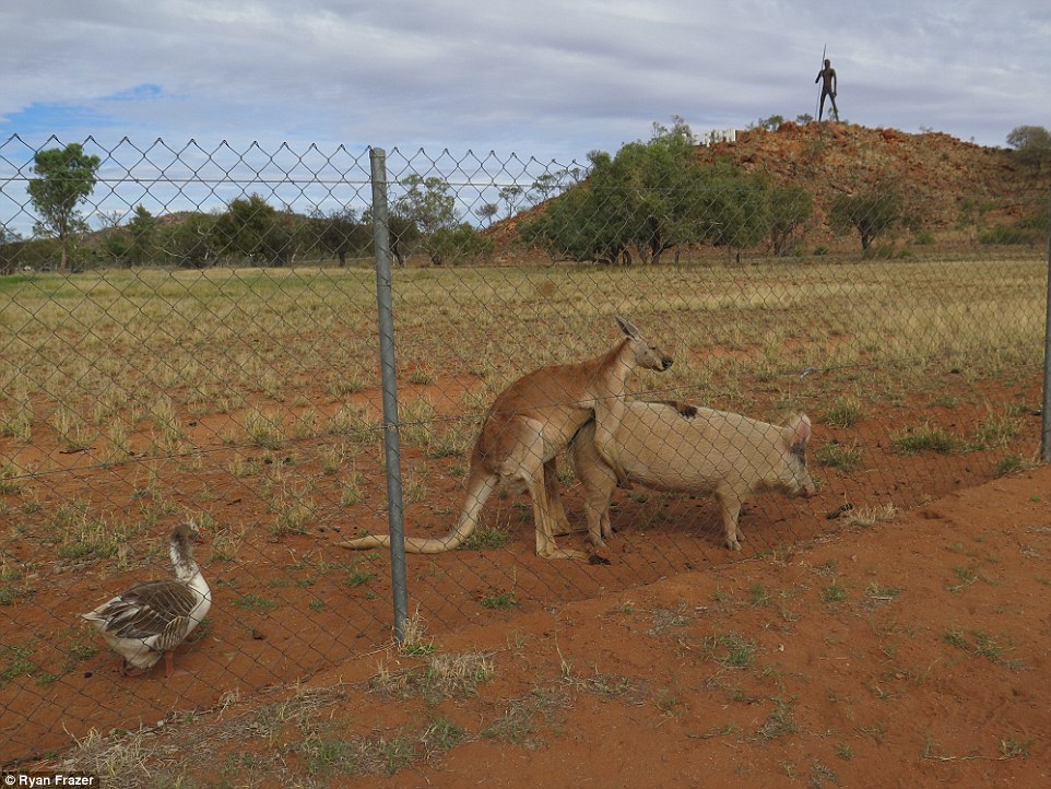 A Sydney student photographed a kangaroo and a pig getting intimate during a research trip to the Northern Territory 