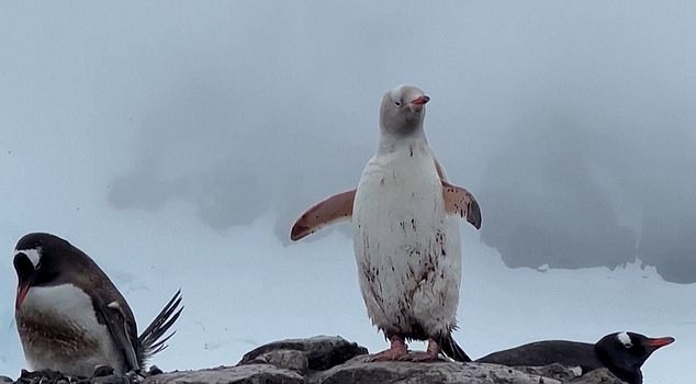 Unfortunately, the penguins' white color can make it easier for predators to hunt her, as the typical black and white color of the feathers is crucial for penguins when diving for fish.