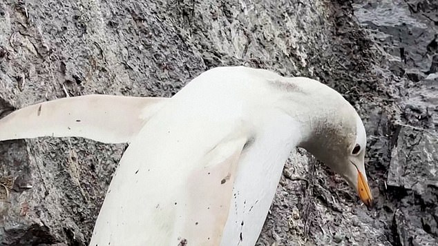 The white female penguin (pictured) of the Gentoo species, which has mostly black and only some white feathers, was spotted at the Gabriel Gonzalez Videla base earlier this month.