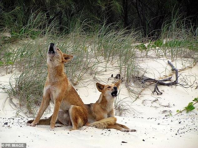 A primary school-age girl suffered 'significant' dingo bites to the leg and buttocks at Hook Point on K'gari in Queensland at 12.30pm on Friday (stock photo)