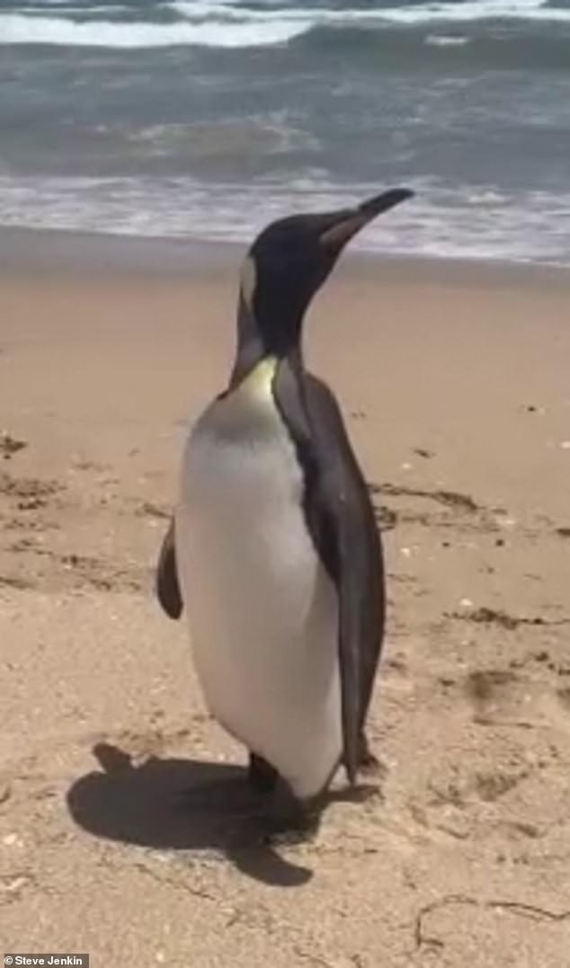 A king penguin has shocked a group of local birdwatchers after emerging from the waters along the Coorong, a stretch of coastline south of Adelaide, on January 15 (pictured)