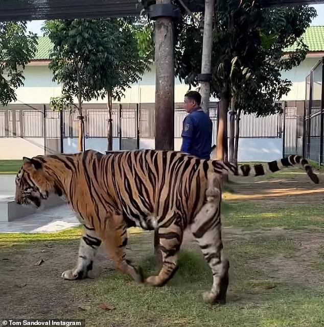 He also shared a video of the tiger walking in its cage