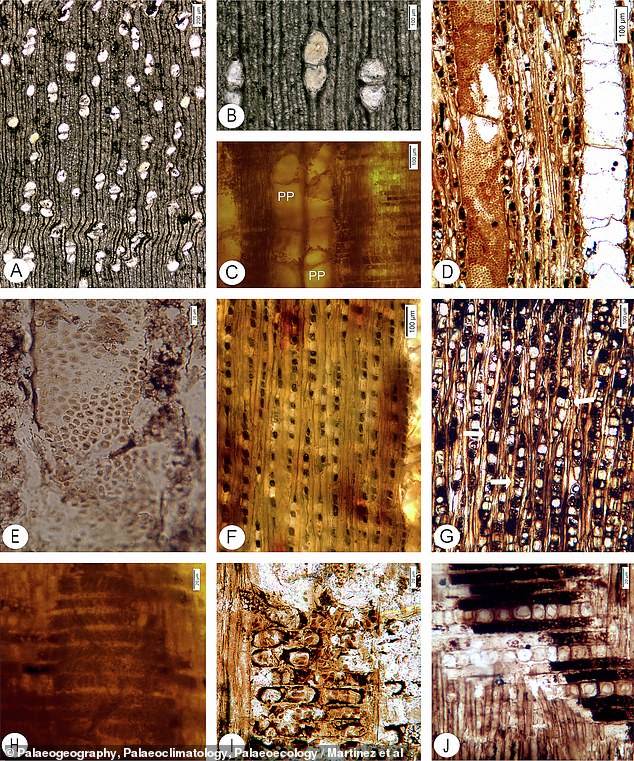 Scientists cut and polished parts of the petrified wood and took pictures of them under a microscope.  They focused on specific features such as the water vessels (B, D, H, and I), which can distinguish one species from another