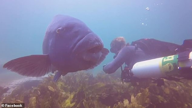 Danny Greig posted this photo of himself diving with Gus, the more tactile, at Oak Park, saying the fish 'loved the company of the hundreds of divers' who visited the waters