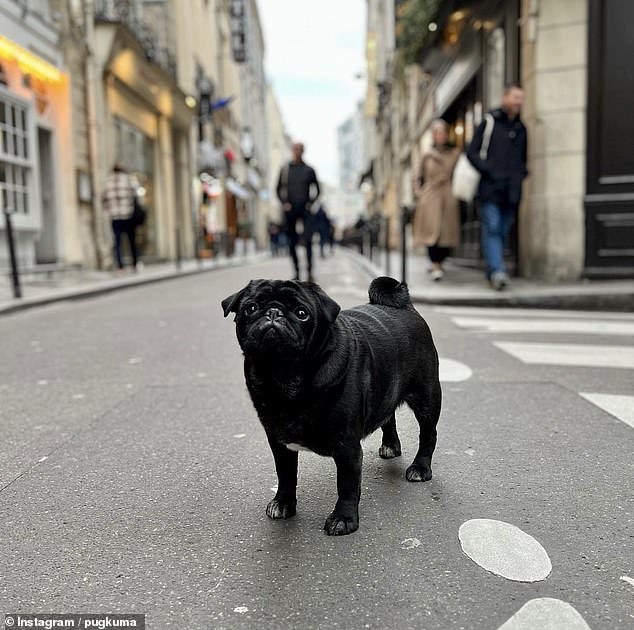 Pug Kuma's jet-setting antics have earned him more than 170,000 followers on social media.  Owner Sid Henderson, from New York, spoke to MailOnline Travel about his flight companion