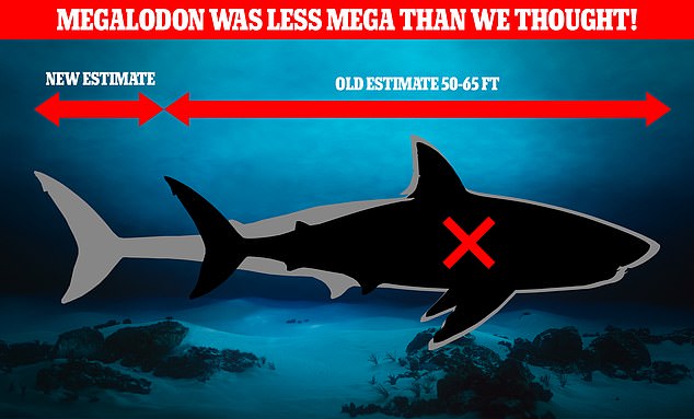 New research suggests the megalodon was leaner, but much taller, than scientists had thought.  A group of 26 international experts say measurements of 50-65ft may underestimate the ancient shark's true size